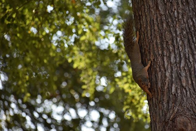 狄龙驱逐 狄龙驱逐